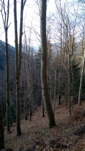 WP_20151219_011